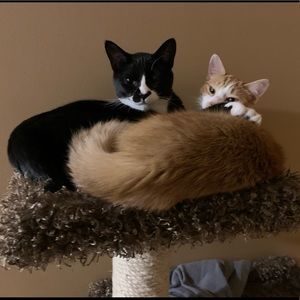 Meet your Posher, Karrie